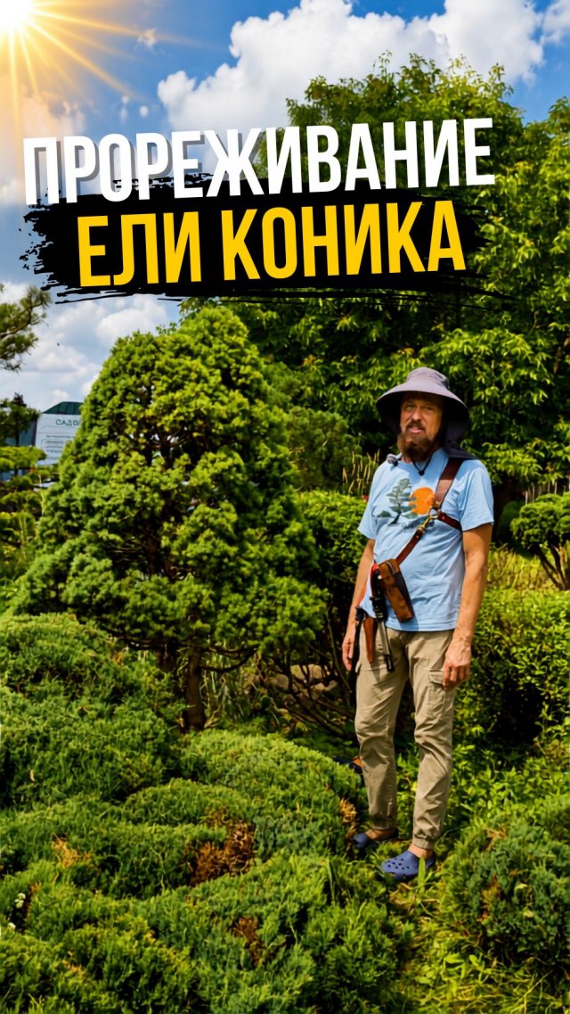 Прореживание ели коника Прореживание ели коника