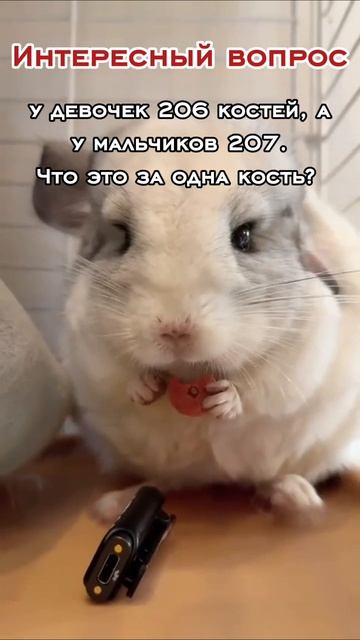 что за кость??