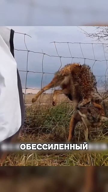 Спасли волка в заборе смотреть онлайн