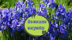+Умные и ленивые цветники