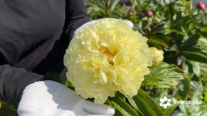 Sweet Lemonade peony. Свит Лемонад пион. Пулков сад (2026г.)
