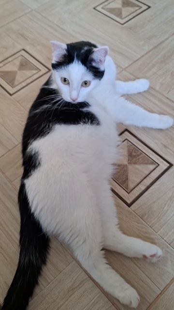 Прибежал за мной на кухню, просит кушать🤗😇