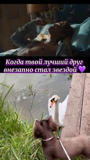 Дружба уровня BTS: когда твой приятель лебедь уже в кадре с Чимином💜 #BTS