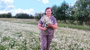 Выходной день на пенсии. Ромашковое поле.Ива чай.