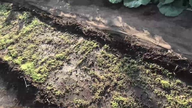 Взошла фацелия после чеснока