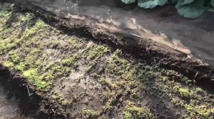 Взошла фацелия после чеснока