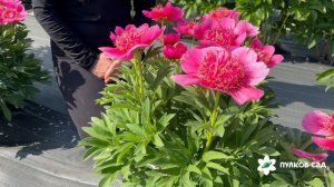 Anemoniflora peony . Анемонифлора пион. Пулков сад (2026 г.)