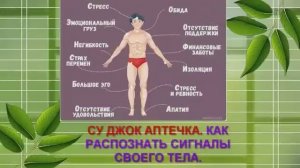 СУ ДЖОК АПТЕЧКА. КАК РАСПОЗНАТЬ СИГНАЛЫ СВОЕГО ТЕЛА.