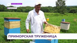 В Приморье дальневосточная пчела стала настоящим селекционным достижением