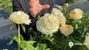 Blonde Vision peony. Блонд Вижн пион. Пулков сад (2026 г.)