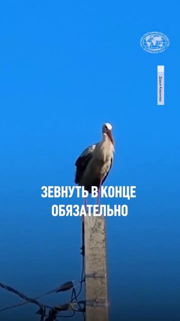 Ваше утро тоже начинается с зарядки? Автор: Дарья Кованова #shorts