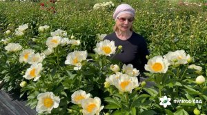Moonrise peony. Мунрайз пион. Пулков сад (2026 г.)