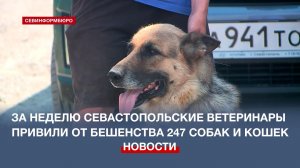 За неделю севастопольские ветеринары привили от бешенства 247 собак и кошек