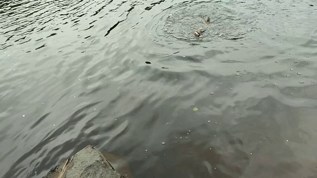 Карельская щучка