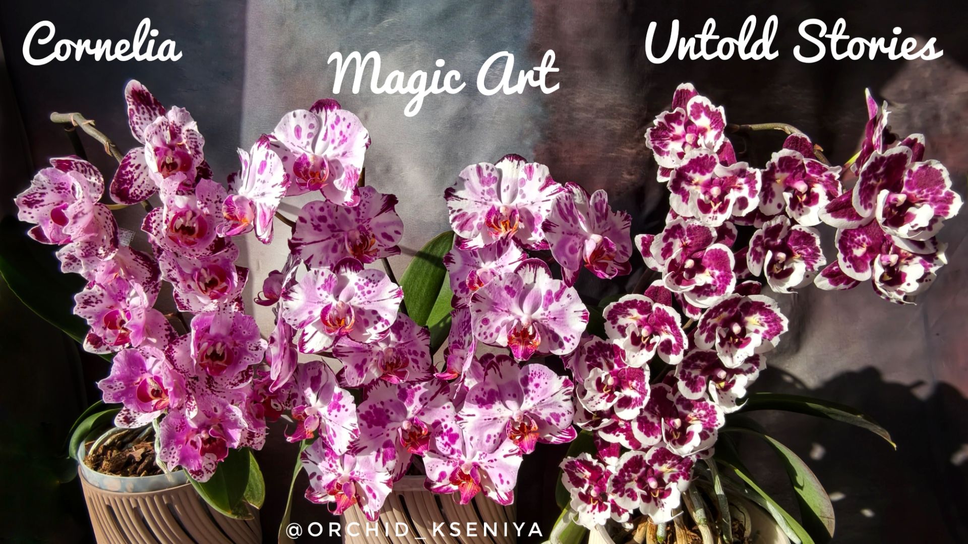 Невероятные голландские орхидеи бабочки 🦋 Cornelia, Magic Art, Untold Stories 🥰 Домашние цветения смотреть онлайн