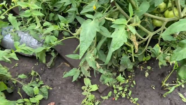 Приехала к маме в деревню | все травой заросло Приехала к маме в деревню | все травой заросло