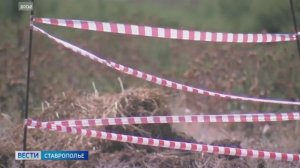Вспышку африканской чумы свиней выявили в Красногвардейском округе Ставрополья
