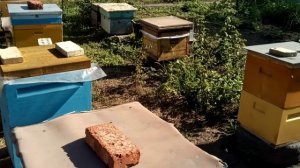 Началось. Подсолнух начал выделять,засучаем рукова.