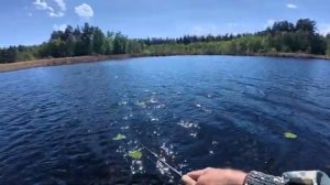 Приманка получает Поклёвки ВЕЗДЕ! Купил по ошибке троллинговый воблер!
