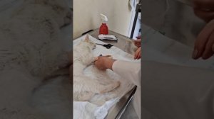 С кошкой поехали в клинику на установку вазофикса