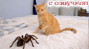 Приколы с котами! Смешные коты - С ПРИКОЛЬНОЙ ОЗВУЧКОЙ! Самые Смешные Животные