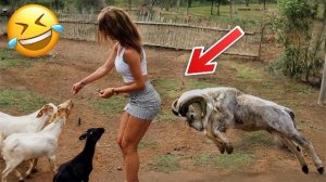 Приколы с животными🤗 Смешные видео про животных 🤗СМЕШНОЕ ВИДЕО😍 Наши любимые смешные животные