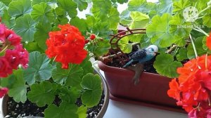 Уход за Пеларгонией ☘️🌹☘️