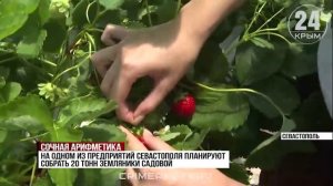 Сочная арифметика: сколько ежевики и клубники планируют собрать в Севастополе за год?