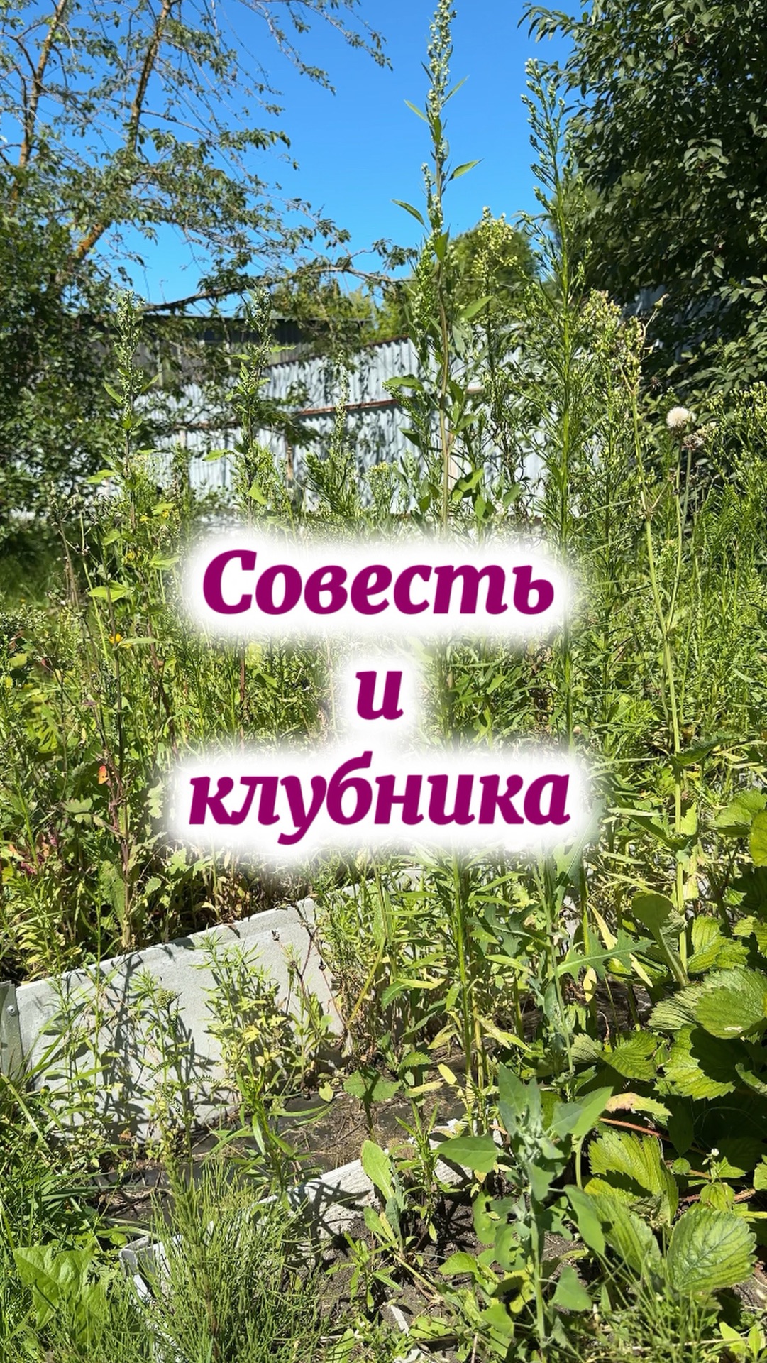 Наконец-то дошли руки до клубники у садоводов выходного дня..