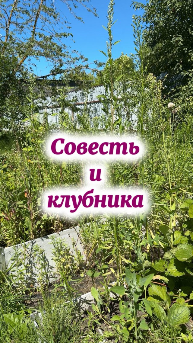 Наконец-то дошли руки до клубники у садоводов выходного дня.. Наконец-то дошли руки до клубники у садоводов выходного дня..