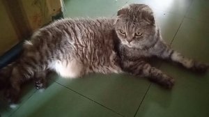 Мотя следит за всей компанией, что бы Симона добралась до своего любимого места!
