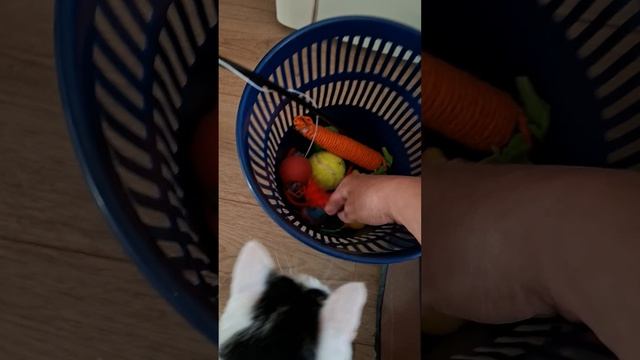 Так и не смогла заинтересовать Роки😁😇