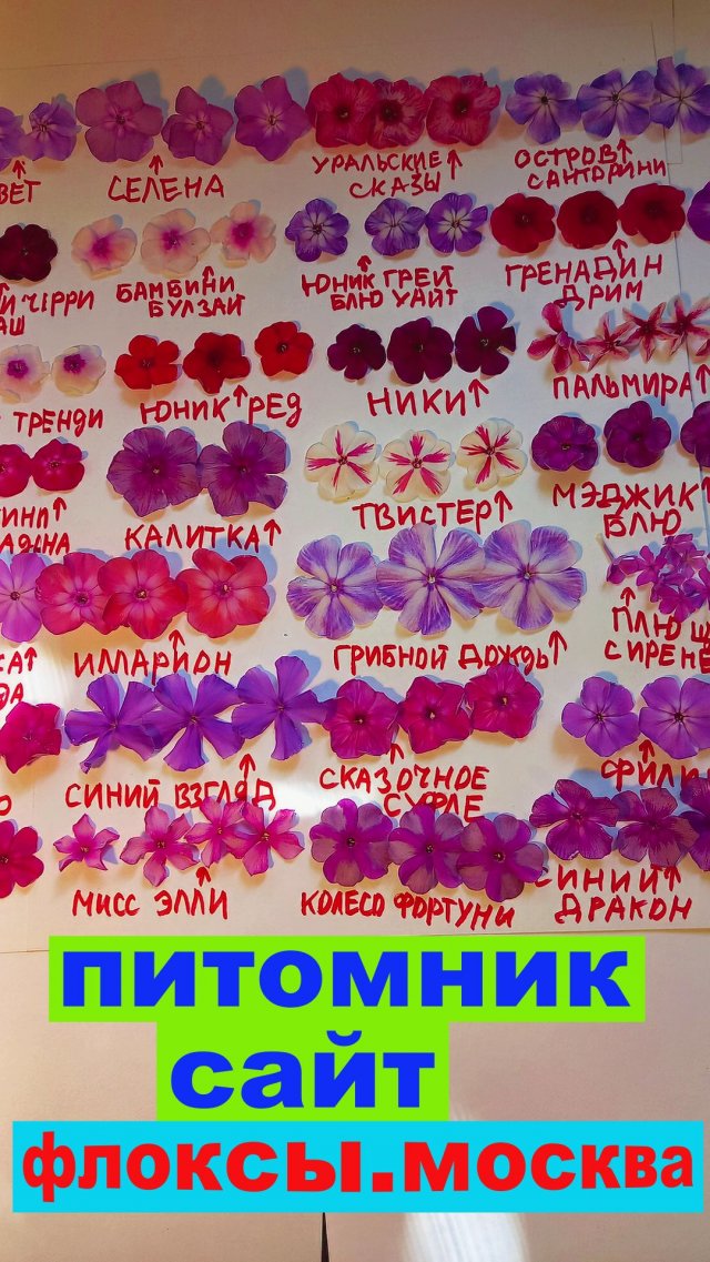 ФЛОКСЫ 350 СОРТОВ В ПИТОМНИКЕ флоксы.москва. ФЛОКСЫ 350 СОРТОВ В ПИТОМНИКЕ флоксы.москва.