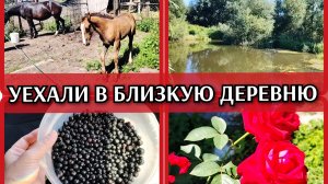19-07-2026 Поехали с сыном на природу👍В гостях у близких людей❤️Купила смородину🫐Речь от Евгения👍