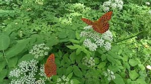 Тепло в Южно-Сахалинске 20 июля. Бабочки 🦋 Розы 🌹.mp4