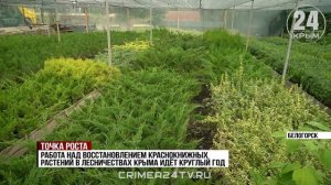 Краснокнижные растения выращивают в Крыму. Какие виды спасают лесники?