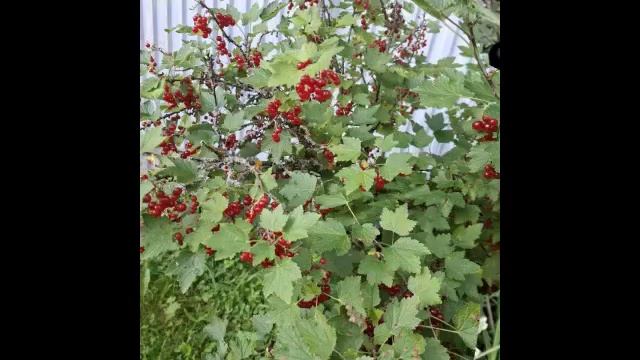 💚Beautiful summer!🌺Beautiful july! 💛☀️🌼💚🧡💕🌺.mp4 смотреть онлайн