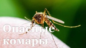 В ЛНР зафиксировали подозрение на лихорадку Западного Нила