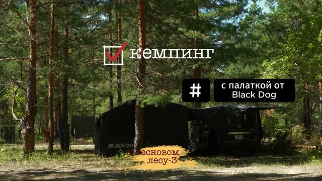 кемпинг в сосновом лесу-3