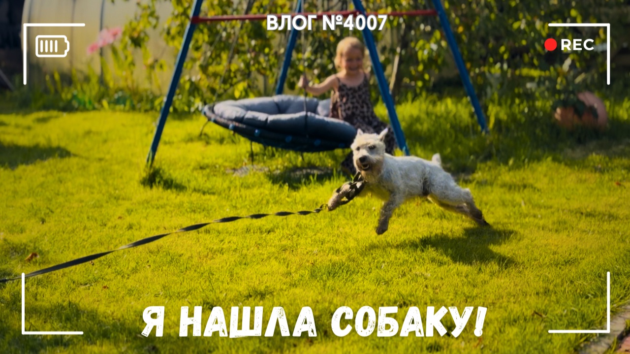 Нашла собаку и вернула хозяевам! - ВЛОГ №4007 - 19.07.26 смотреть онлайн