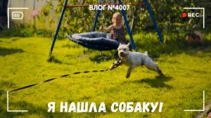 Нашла собаку и вернула хозяевам! - ВЛОГ №4007 - 19.07.26