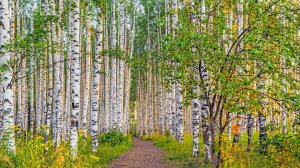 В дальних рощах падают берёзы