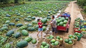 Собираю арбузы для продажи. Выкапываю в лесу корни таро и собираю яблоки в саду. Серия 52