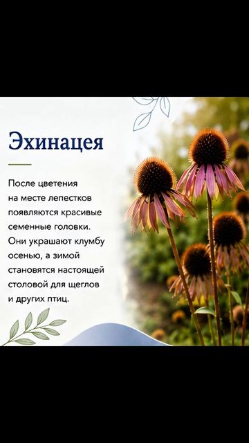 Всегда ли нужно сразу срезать отцветшие цветы?