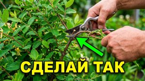 Как подготовить жимолость к следующему сезону