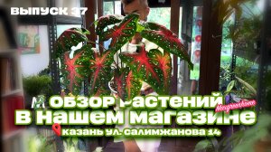 Комнатные растения в Казани 🌿 Большой обзор магазина | Что сейчас в наличии в Казани? Выпуск 37