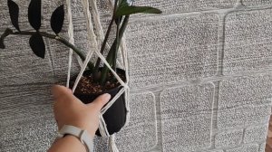 Подвесы макраме, переделки в цветочных делах