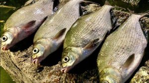 Ночная РЫБАЛКА на ЛЕЩА🐟🐟🐟 на ФИДЕР!!!