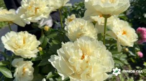 Vanilla Schnapps peony. Ванилла Шнапс пион. Пулков сад (2026 г.)