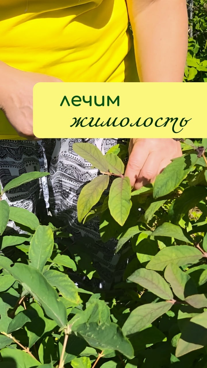 Лечим ЖИМОЛОСТЬ